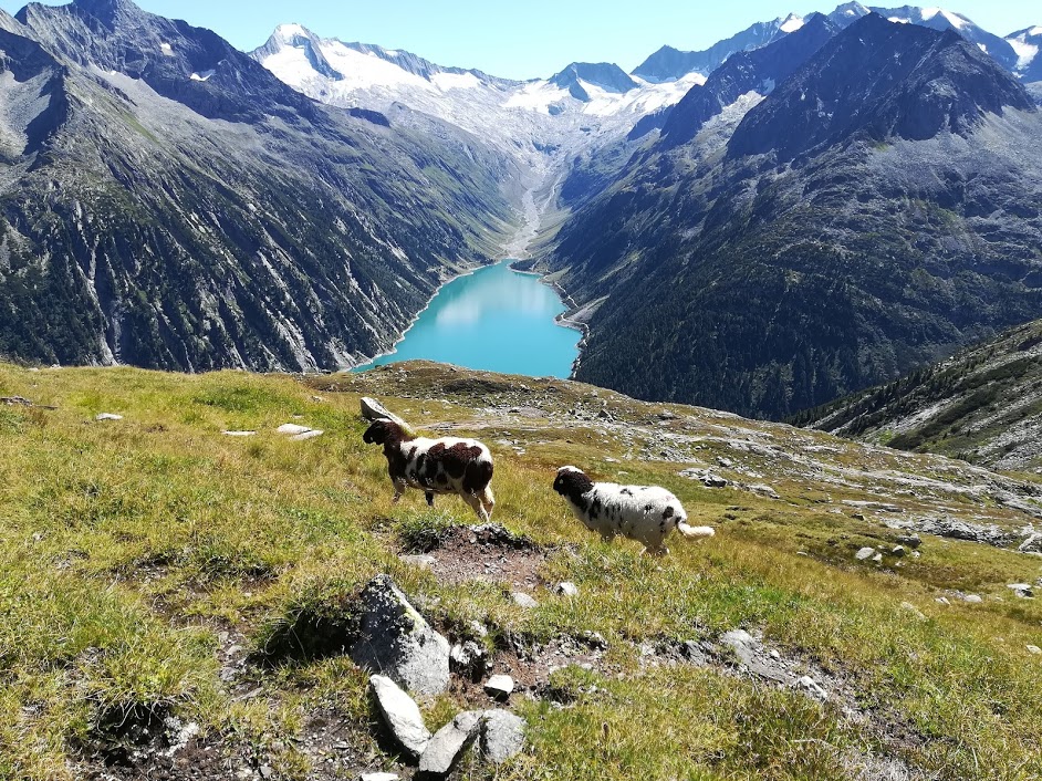 The sheep is a cute bonus to the hiking experience